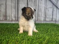 Leo, a male Pomeranian and Poodle - Miniature  for sale in Fort Wayne, IN – 2 of 4