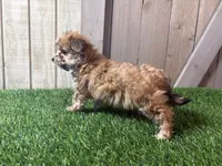 Eli, a male Morkie for sale in Fort Wayne, IN – 3 of 4