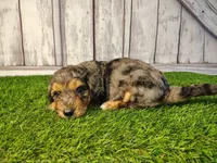 Diesel, a male Miniature Goldendoodle for sale in Fort Wayne, IN – 2 of 3