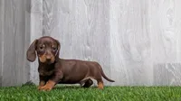 Matthew , a male Miniature Dachshund for sale in Fort Wayne, IN – 4 of 4