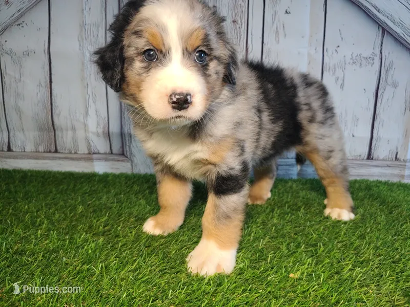 Hudson – Australian Shepherd, Bernese Mountain Dog puppy for sale in Fort Wayne, IN