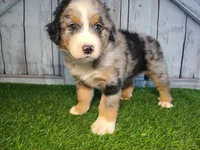 Hudson, a male Australian Shepherd and Bernese Mountain Dog for sale in Fort Wayne, IN – 1 of 6