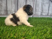Leo, a male Pomeranian and Poodle - Miniature  for sale in Fort Wayne, IN – 1 of 4