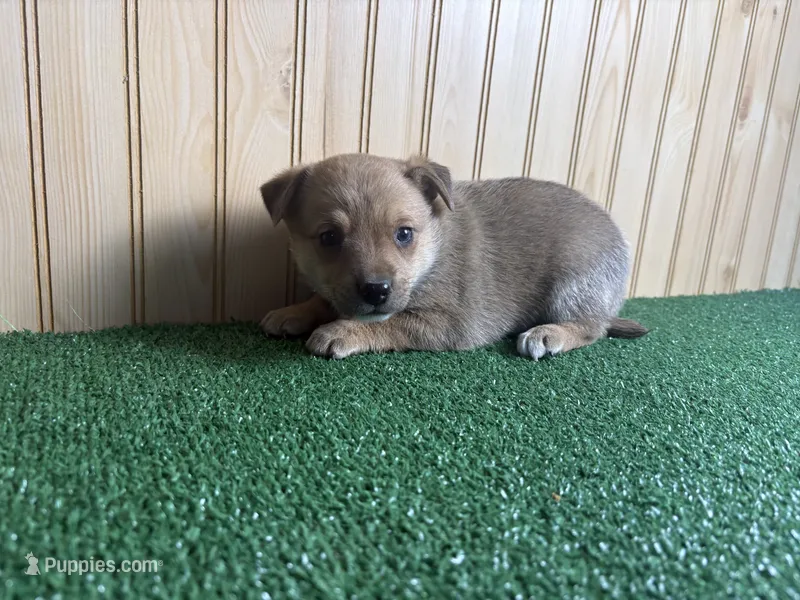 Meadow – Australian Cattle Dog, Labrador Retriever puppy for sale in Fort Wayne, IN