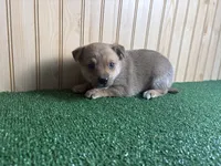 Meadow, a female Australian Cattle Dog and Labrador Retriever for sale in Fort Wayne, IN – 1 of 3