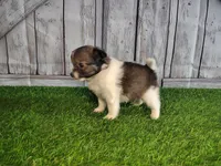 Leo, a male Pomeranian and Poodle - Miniature  for sale in Fort Wayne, IN – 7 of 8