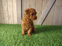 Rusty, a male Poodle - Toy  for sale in Fort Wayne, IN – 6 of 9