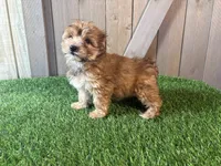 Ember, a female Morkie for sale in Fort Wayne, IN – 6 of 9