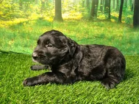 Nova , a female Golden Retriever and Labrador Retriever for sale in Fort Wayne, IN – 3 of 5