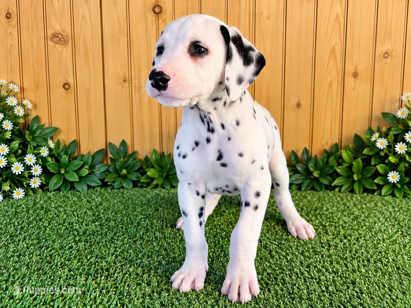 Adonis/Adam – Dalmatian puppy for sale in Fort Wayne, IN