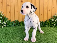 Adonis/Adam, a male Dalmatian for sale in Fort Wayne, IN – 1 of 1