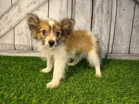 Loki, a male Pomeranian and Poodle - Miniature  for sale in Fort Wayne, IN – 4 of 5