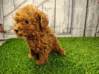 Hugo, a male Cavapoo for sale in Fort Wayne, IN – 5 of 6