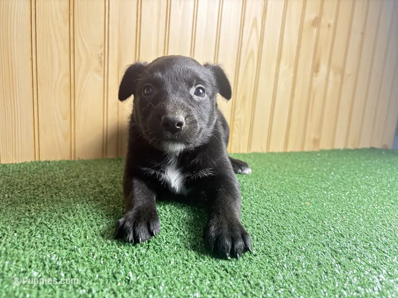 Sugar  – Australian Cattle Dog, Labrador Retriever puppy for sale in Fort Wayne, IN