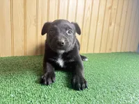 Sugar , a female Australian Cattle Dog and Labrador Retriever for sale in Fort Wayne, IN – 1 of 3