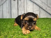 Yukon, a male Yorkshire Terrier for sale in Fort Wayne, IN – Photo 1 of 8
