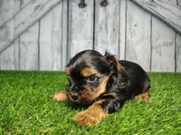Yukon, a male Yorkshire Terrier for sale in Fort Wayne, IN – Photo 3 of 8