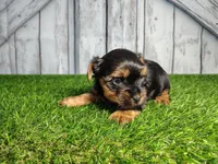 Yukon, a male Yorkshire Terrier for sale in Fort Wayne, IN – Photo 8 of 8