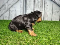 Yukon, a male Yorkshire Terrier for sale in Fort Wayne, IN – Photo 7 of 8