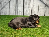 Yukon, a male Yorkshire Terrier for sale in Fort Wayne, IN – Photo 6 of 8