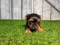 Yukon, a male Yorkshire Terrier for sale in Fort Wayne, IN – Photo 4 of 8