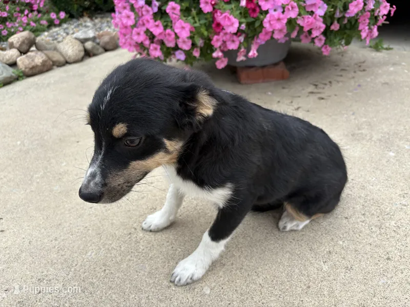 Tina – American Bulldog, Australian Shepherd puppy for sale in Fort Wayne, IN