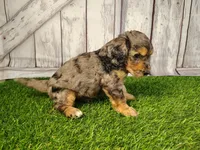 Diesel, a male Miniature Goldendoodle for sale in Fort Wayne, IN – 3 of 3