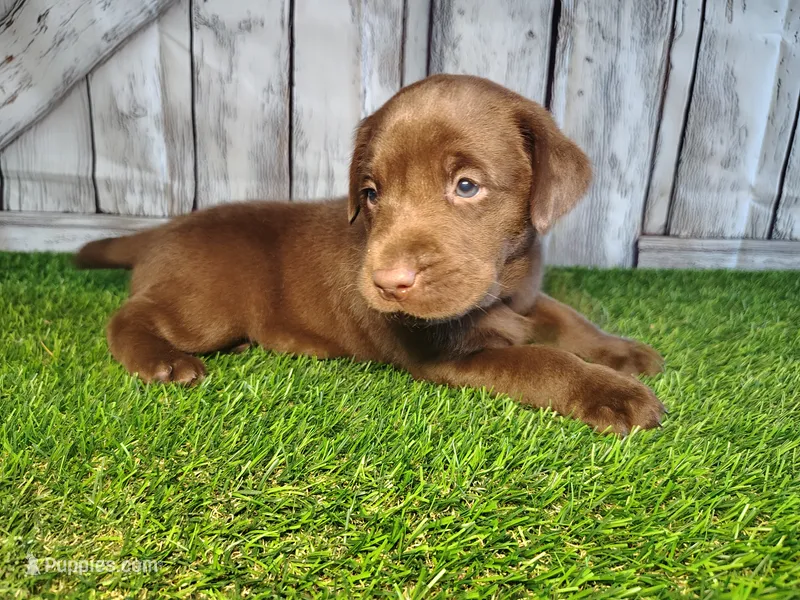 Simba – Labrador Retriever puppy for sale in Fort Wayne, IN