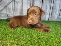 Simba, a male Labrador Retriever for sale in Fort Wayne, IN – 1 of 4