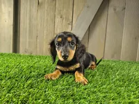 Mae , a female Miniature Dachshund for sale in Fort Wayne, IN – 4 of 4