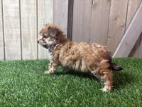 Eli, a male Morkie for sale in Fort Wayne, IN – 4 of 4