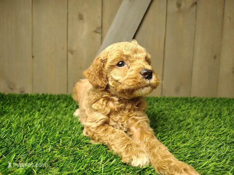 Layla – Poodle - Miniature  puppy for sale in Fort Wayne, IN