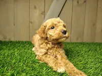 Layla, a female Poodle - Miniature  for sale in Fort Wayne, IN – 1 of 6