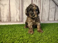 Dexter, a male Miniature Goldendoodle for sale in Fort Wayne, IN – 5 of 5