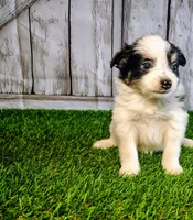 Lexie, a female Pomeranian and Poodle - Miniature  for sale in Fort Wayne, IN – 1 of 4