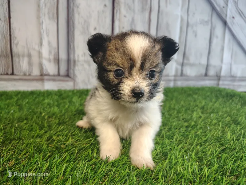 Loki – Pomeranian, Poodle - Miniature  puppy for sale in Fort Wayne, IN