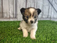 Loki, a male Pomeranian and Poodle - Miniature  for sale in Fort Wayne, IN – 1 of 4