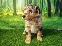 Amira, a female Australian Shepherd and Bernese Mountain Dog for sale in Fort Wayne, IN – 4 of 4