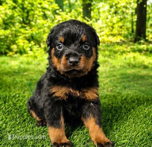 Mason – Rottweiler puppy for sale in Fort Wayne, IN