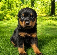 Mason, a male Rottweiler for sale in Fort Wayne, IN – 1 of 3