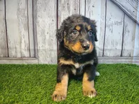 Harper, a female Australian Shepherd and Bernese Mountain Dog for sale in Fort Wayne, IN – 2 of 6