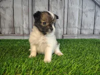 Leo, a male Pomeranian and Poodle - Miniature  for sale in Fort Wayne, IN – 3 of 4