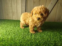 Jack, a male Poodle - Toy  for sale in Fort Wayne, IN – 5 of 6