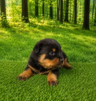 Moose, a male Rottweiler for sale in Fort Wayne, IN – 3 of 3
