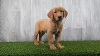 Ann, a female Golden Retriever for sale in Fort Wayne, IN – 2 of 2