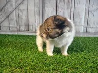 Leo, a male Pomeranian and Poodle - Miniature  for sale in Fort Wayne, IN – 5 of 8