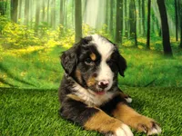 Atlas, a male Australian Shepherd and Bernese Mountain Dog for sale in Fort Wayne, IN – 4 of 5