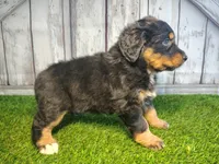 Harper, a female Australian Shepherd and Bernese Mountain Dog for sale in Fort Wayne, IN – 3 of 6