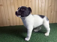 Skip , a male Australian Cattle Dog and Labrador Retriever for sale in Fort Wayne, IN – 6 of 6