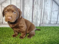 Shadow , a male Labrador Retriever for sale in Fort Wayne, IN – 3 of 4
